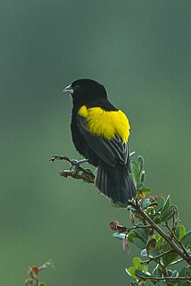 <span class="mw-page-title-main">Yellow bishop</span> Species of bird