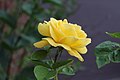 * Nomination Yellow rose. --Well-Informed Optimist 19:51, 11 February 2021 (UTC) * Decline  Oppose Insufficient quality. Need specimen identification --Wilfredor 02:14, 13 February 2021 (UTC)