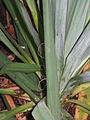 Yucca filamentosa close-up leaf