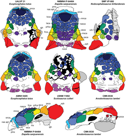 A Nodocephalosaurus rekonstrukciója