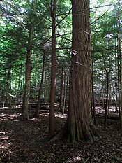 Bottomland old-growth forest along the Cattaraugus Creek's main branch Zoar Valley bottomland old growth.jpg