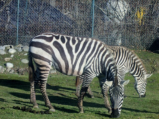 File:Zoe Zebra.JPG - Wikimedia Commons