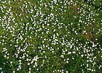 Rank: without Many daisies (Bellis perennis)