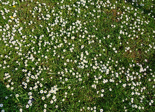 Many daisies (Bellis perennis)