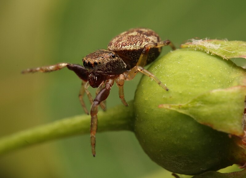 File:Zygoballus rufipes 128847005.jpg