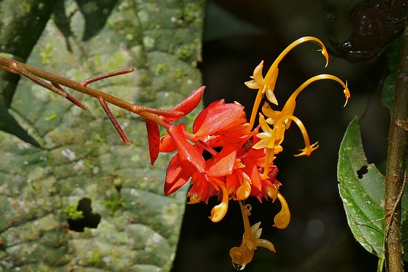 File:"Dancing Lady" Ginger (Globba atrosanguinea) (22550197033).jpg