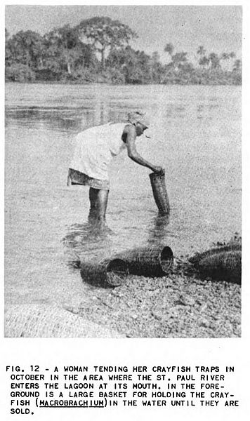 File:(1956) Fisherie in Liberia Fig.12.jpg