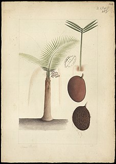 <i>Leopoldinia piassaba</i> Species of palm tree