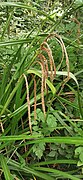 Carex pendula (Pendulous sedge) - Mature infructescences