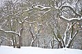 Зима у парку Заріччя у Хмельницькому. Фото 14.jpg