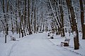 Зимові алеї в парку. 2018р.jpg