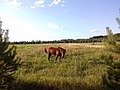 Кінь у селі Котира.jpg