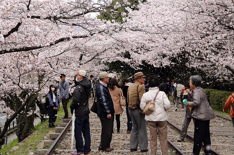 File:桜吹雪 Sakurafubuki (13646441864).jpg