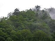 鶉川ゴヨウマツ自生北限地帯。2009年7月26日撮影。