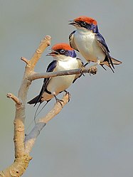 Pair of Wire-tailed swallow
