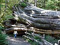 Omstyrtet Thuja plicata i Olympic National Park, Washington, USA.