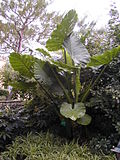 Vignette pour Alocasia macrorrhizos