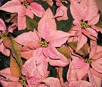 2007-12-17Euphorbia pulcherrima02.jpg