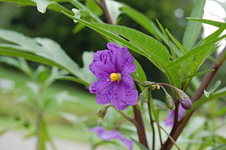 <i>Solanum laciniatum</i> Species of plant