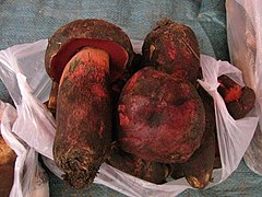 Rubroboletus sinicus.