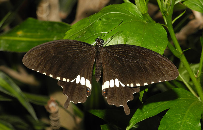 File:2013-06-23 16-27-36-papilio.JPG