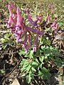 falsch bestimmt; das ist Corydalis solida