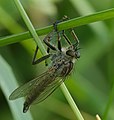 * Nomination Barbarossa-Fliege - Eutolmus rufibarbis, Männchen (male) --Hockei 19:44, 17 August 2015 (UTC) * Promotion QI sharpness, but image appears very green.Charlesjsharp 21:43, 17 August 2015 (UTC)  Comment Bright sunlight and green grass, the contrast is kept modestly. Quite natural everything. If you don't like it, then give a vote against it, that we can discuss. --Hockei 10:38, 18 August 2015 (UTC) Support Good quality --Christian Ferrer 18:32, 21 August 2015 (UTC)