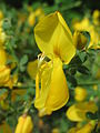 Cytisus scoparius