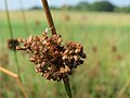 Juncus conglomeratus