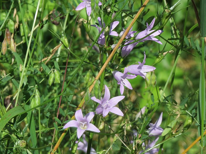 File:20160629Campanula rapunculus2.jpg