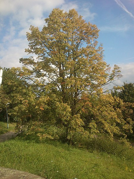 File:2017-09-20-Düsseldorf-Südpark-Aussichtspunkt nahe Brücke-Linde.jpg