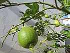 2017-10-26 Ripening lemons on a tree, Albufeira (3).JPG