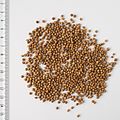 2017 0102 coriander seeds.jpg