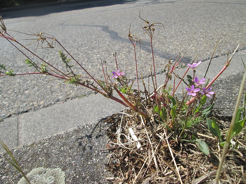 File:20190513Erodium cicutarium5.jpg