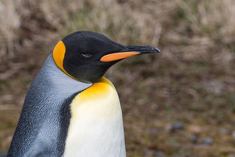 File:2020-11 Kerguelen Islands - King Penguin 42.jpg