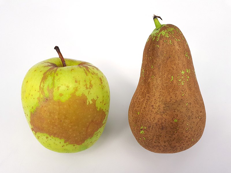 File:2 x Russetted fruit - Apple - Pear - 2017 C1.jpg