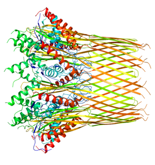 <span class="mw-page-title-main">Curli</span> A proteinaceous extracellular fiber produced by enteric bacteria