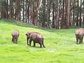 3 elephants.jpg