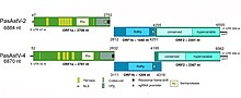 Schematic representation of the genomic organization of the two novel Passerine Astroviruses. 41598 2019 45889 Fig2 cropped HTML.jpg