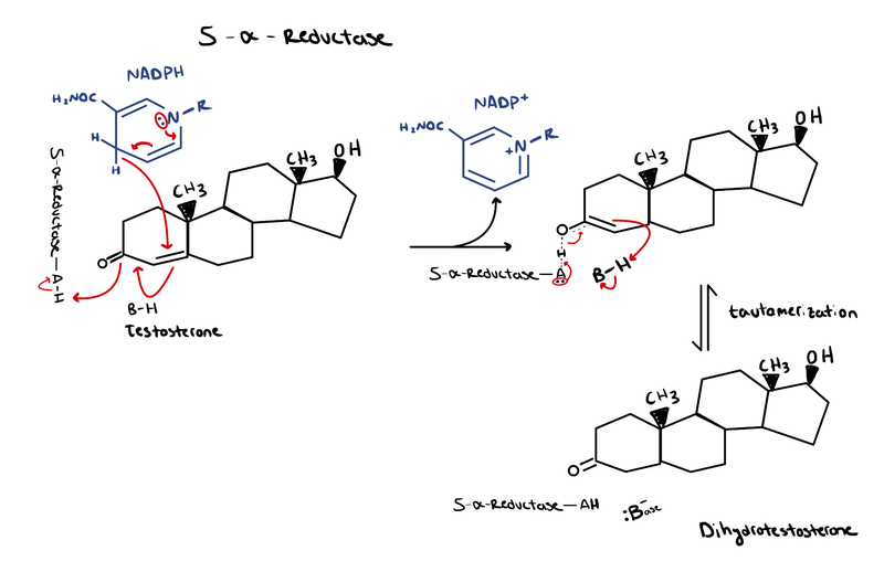 File:5α-Reductase Mechanism.png