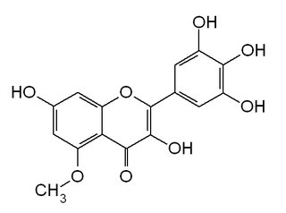 5-<i>O</i>-Methylmyricetin
