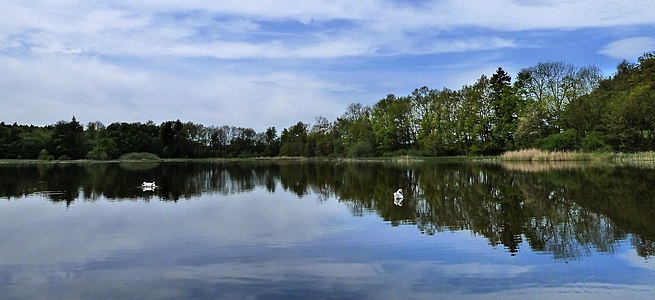 (NSG:BW-4.150)_Gutershofer Weiher, Cygnus olor in Baden-Württemberg