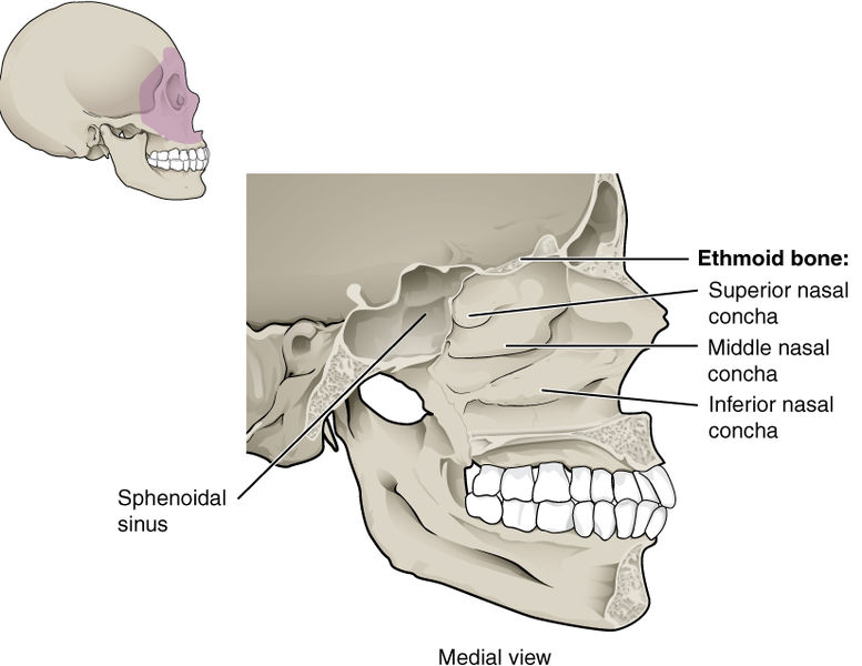 Archivo:731 Nasal Cavity.jpg