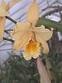 A and B Larsen orchids - Brassolaeliocattleya Ermine Lines DSCN8465.JPG