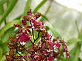 A and B Larsen orchids - Cambria Morning Joy Elegance 0042.jpg