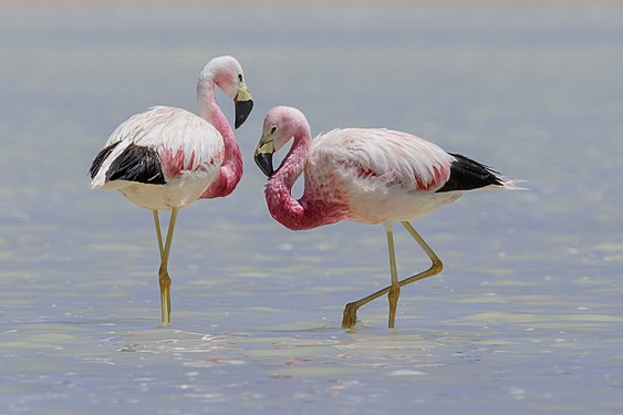 A couple of Andean flamingos (Phoenicoparrus andinus).jpg