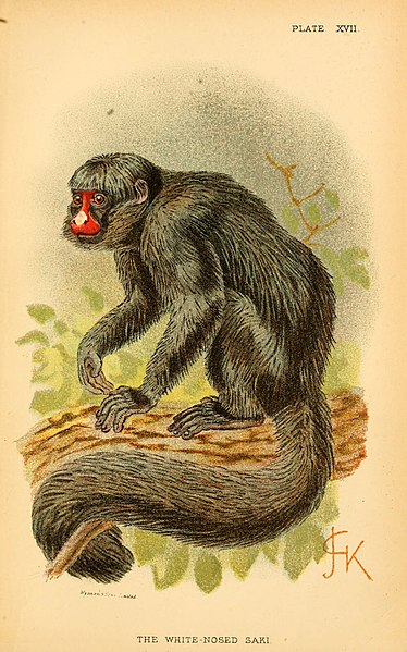 File:A hand-book to the primates (Plate XVII) (6028573359).jpg