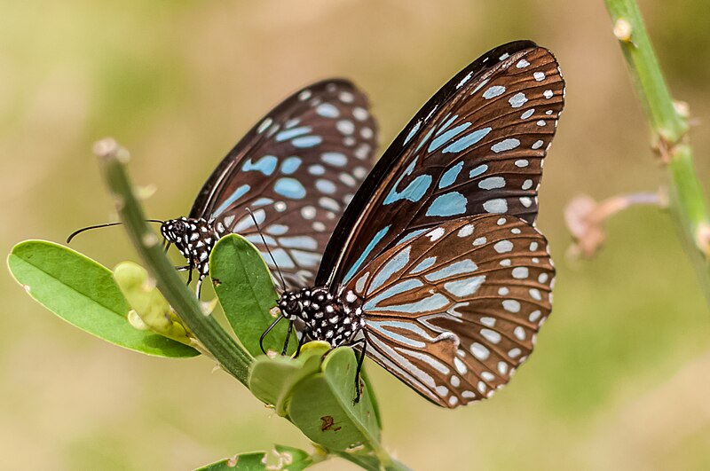 File:A pair of Dark Blue Tiger butterflies at Bannerghatta National Park, India.jpg