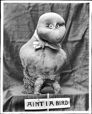 A sugar beet shaped like a bird (an unidentified exhibit) at the Los Angeles Chamber of Commerce, ca. 1900-1920 (CHS-5187).jpg