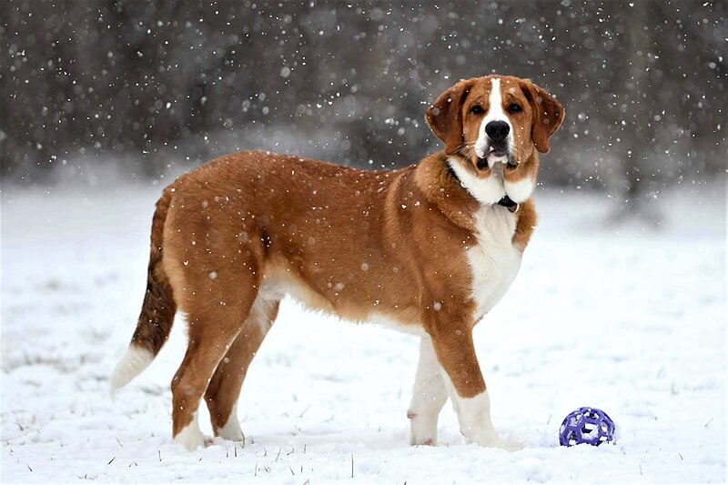 File:A young St. Bernard dog - Shanu playing on snow.jpg